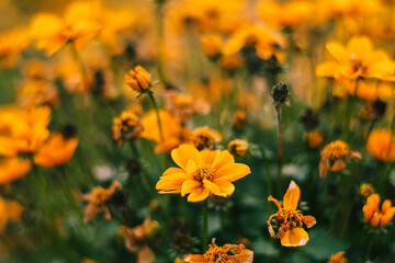 A vibrant patch of yellow wildflowers stands tall, glowing under the sun with a hazy, out-of-focus background.