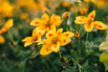 Close-up of radiant yellow wildflowers swaying in a warm breeze, surrounded by lush greenery and soft focus.