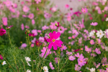 Pink cosmos flowers flourish in a lively green garden, offering a refreshing and colorful glimpse of nature.