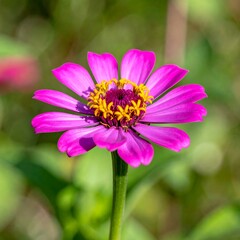 Fototapeta premium Vibrant pink zinnia flower
