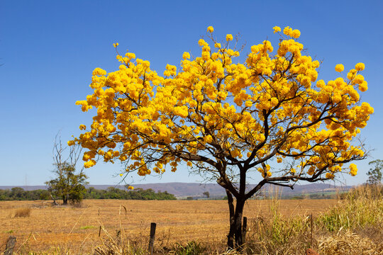 Uma paisagem t&iacute;pica goiana, com um ipe amarelo florido em um dia claro, de c&eacute;u azul.