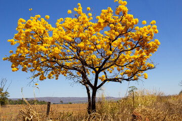 Uma paisagem típica goiana, com um ipe amarelo florido em um dia claro, de céu azul.