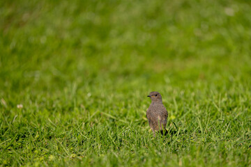 Hausrotschwanz im Gras