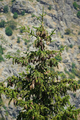 fir cones on a branch spruce needles flora nature