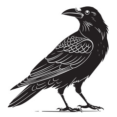 Fototapeta premium black crow Silhouette Vector, High Quality Illustration on White Background