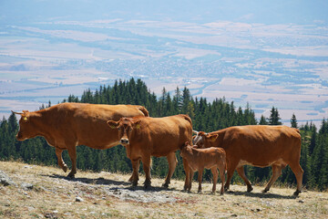 three cows and a calf domestic animals grazing outdoors in the mountains nature fauna cattle summer