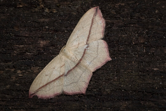 Dorsal close-up of a Blood-vein moth (Timandra comae), Belgium