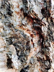 Tree trunk