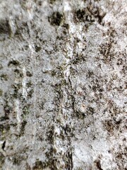 Tree trunk