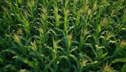 Obraz premium Aerial Drone Snapshot Of Lush Green Corn Field With Stalks And Tassels, Captured At High Quality For Stunning Imagery.
