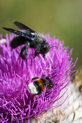 Carpenter bee xylocopa and bumblebee on milk thistle flower prickly flower insects nature flora summer
