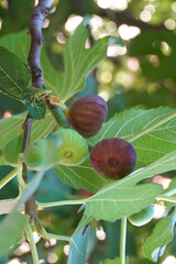 Fig fig tree fig tree common fig branch with fruits and leaves