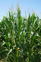 corn field with corn bushes cob popcorn agriculture nature vegetables nature
