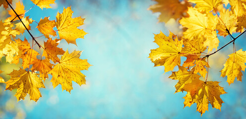 Autumn yellow maple leaves on a blurred forest background, very shallow focus. Colorful foliage in the autumn park. Excellent background on the theme of autumn. Panoramic view.