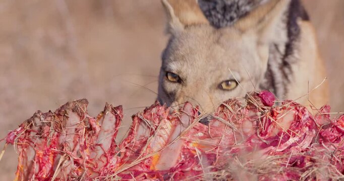 Wide of Black backed jackal (Canis mesomelas) eating parts of carcass during dry season in Savannah grassland in Kenya