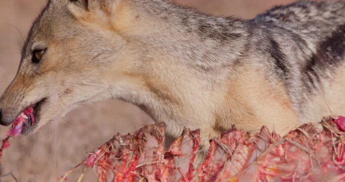 Wide of Black backed jackal (Canis mesomelas) eating parts of carcass during dry season in Savannah grassland in Kenya