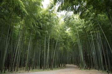 竹林 日本の森