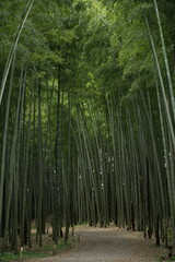 竹林 日本の森