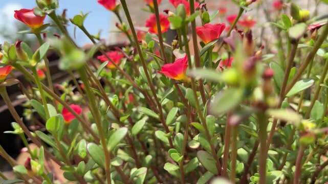 Moss-rose purslane plant.