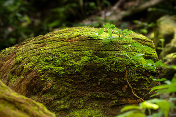 small plant growing against a fresh green moss on the bark of a tree