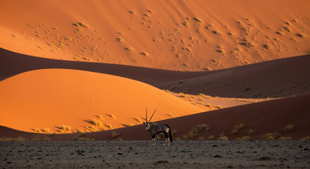 Antelope standing in desert landscape with sand dunes background. Wildlife survival in arid environment for conservation awareness campaigns
