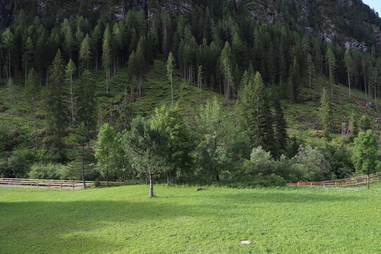 Il magnifico bosco a Campitello di Fassa nelle Dolomiti della Val di Fassa, Trentino Alto Adige, Italia