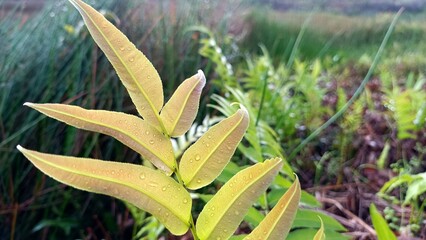 Fototapeta premium Wild fern plant with beautifully patterned leaves growing naturally in a lush, untamed tropical forest environment