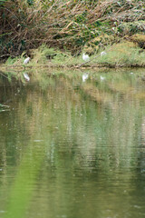 A group of white birds, possibly little egrets, are seen on the vegetated bank of a tranquil lake in a natural wetland area. The image captures a serene moment of wildlife.