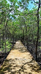 Natural mangrove habitat with sprawling roots creating complex patterns along shoreline in tropical coastal region