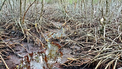Natural mangrove habitat with sprawling roots creating complex patterns along shoreline in tropical coastal region