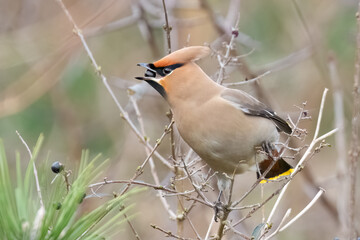 Bohemian Waxwing