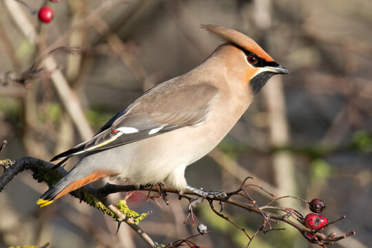 Bohemian Waxwing