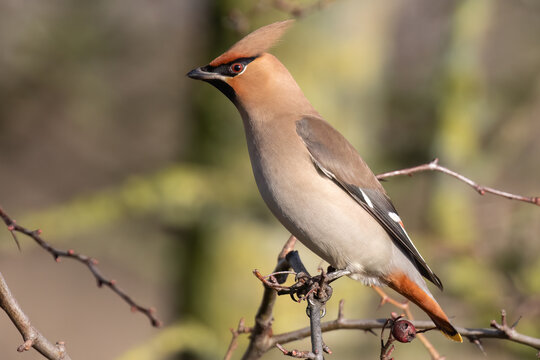 Bohemian Waxwing