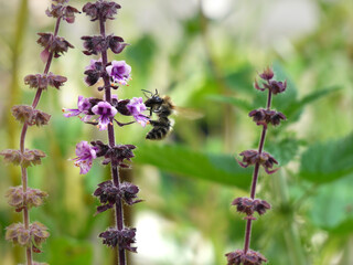 Biene sitzt auf der Blüte des Roten Basilikum, Basilikumblüte wird bestäubt