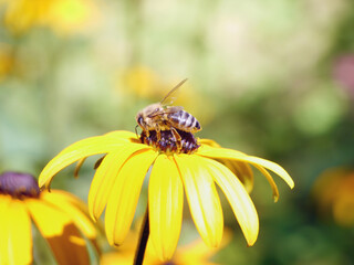 Biene sitzt auf dem Sonnenhut, Blüte der Rudbeckia wird bestäubt