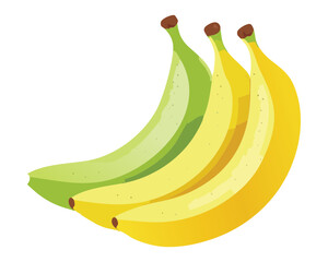 A Bunch of Fresh Ripe and Unripe Bananas - Vector Illustration