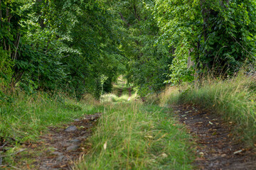 Wanderweg durch eine alte Allee im Land Brandenburg