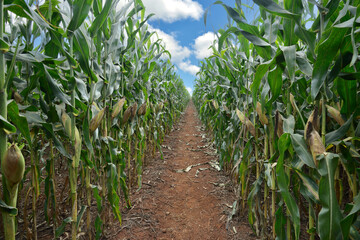 Corredor em milharal com espigas