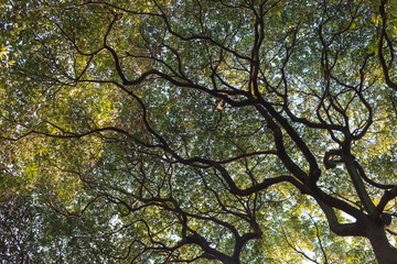 Intricate network of dark tree branches in Japan, viewed from below, contrasting with vibrant green foliage lit by natural sunlight.
