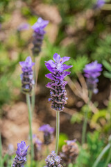 Lavanda - Lavandula dentata - Alhucema rizada - Cantueso
