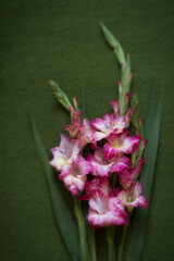 The splendor and vibrant colors of a pink gladiolus flowers; closeup photography	