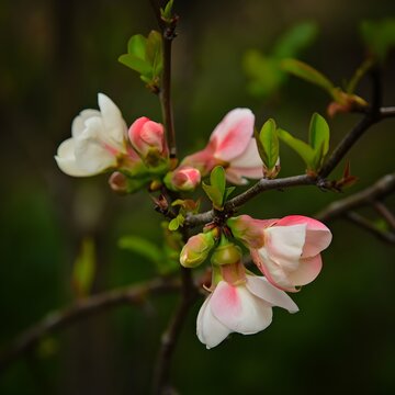 Beautiful flower Japanese quince blossom