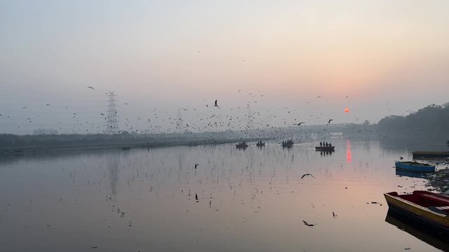 Siberian seagulls flying at Yamuna Ghat with sun rising at Delhi, India