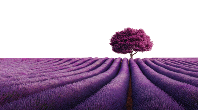 Lavender dream: Serene purple field with tree against a black background