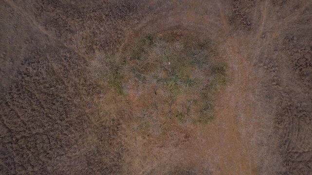 Aerial push out of a partially green tree in the intersection of narrow pathways in dry savannah grassland in Kenya