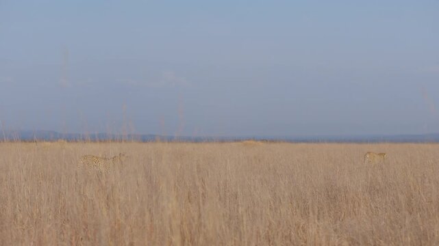 Extreme wide jib of a pair of cheetahs (Acinonyx jubatus) tracking prey in the savannah grasslands in kenya 
