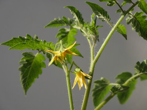 fleurs de tomates