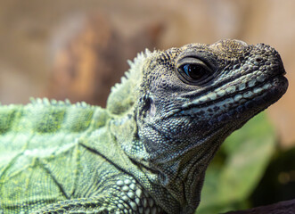 Iguane