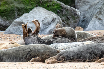 Fototapeta premium Seal