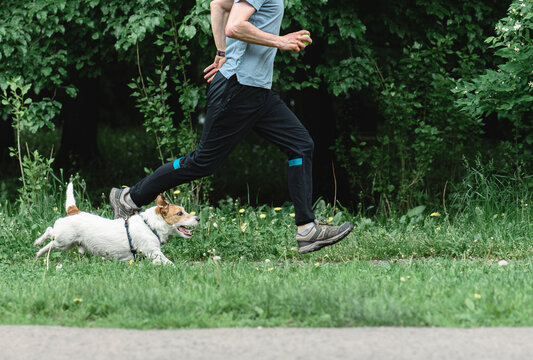Athletic man jogging with jack russell terrier dog in park - active pet owner lifestyle